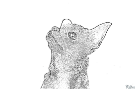 chihuahua Kolorowanki Do Druku